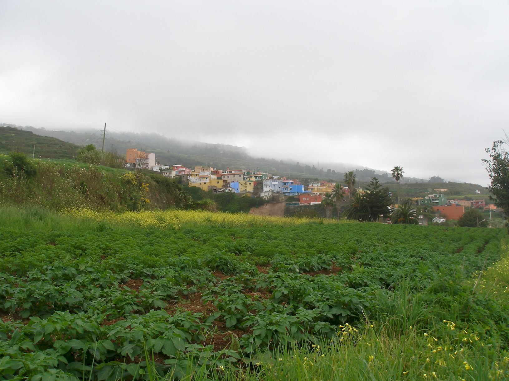 18040429Kartoffelacker Icod el Alto low