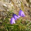 ulrich_150826032_scheuchzers_glockenblume_by_kul_20191023_2021623310