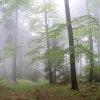ulrich_heimischer_wald_im_nebel_by_kul_20191023_1460171596