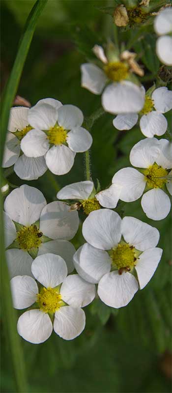 Natur2.jpg